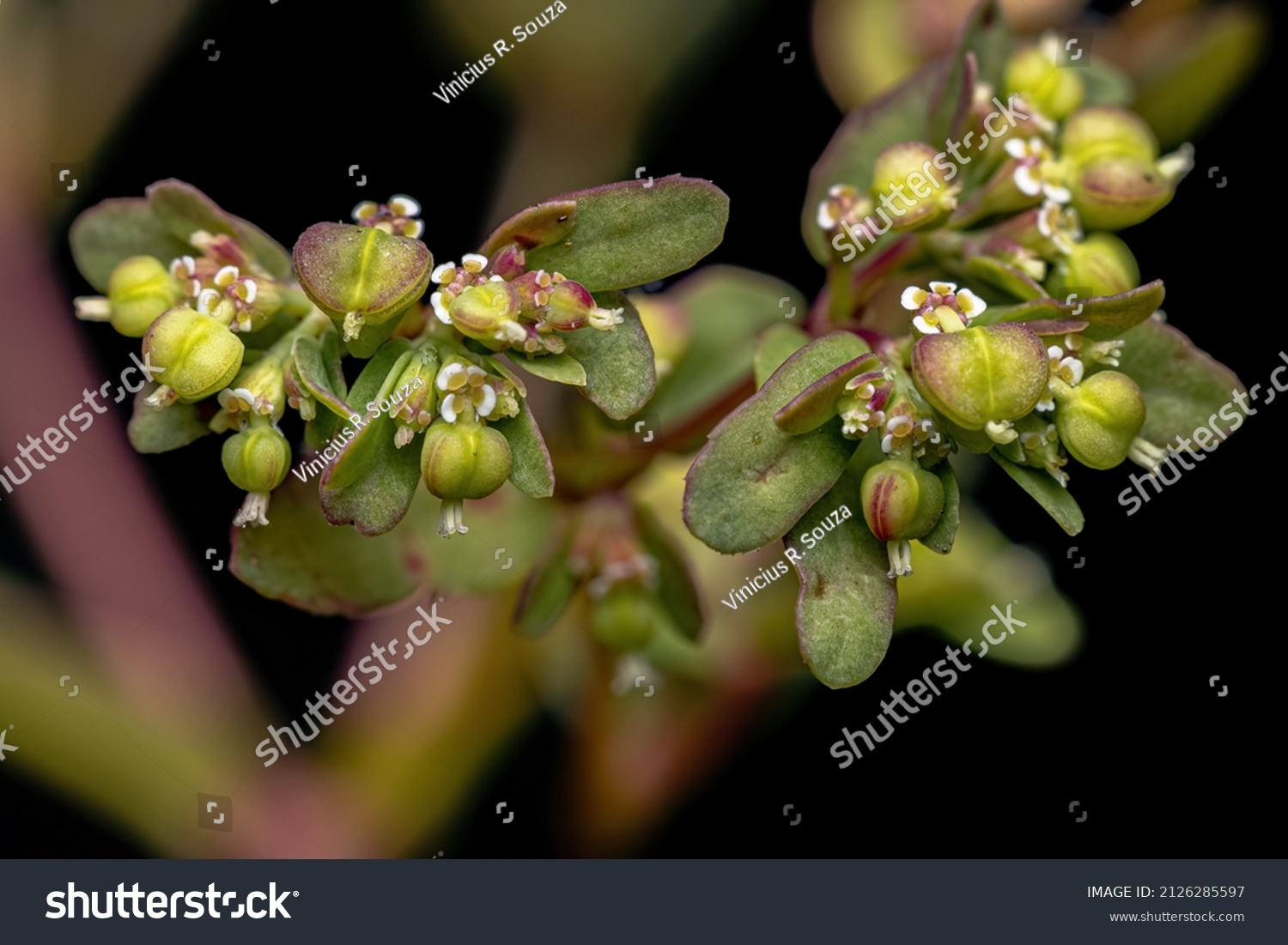 Hyssop Spurge Plant of the species Euphorbia hyssopifolia #2126285597