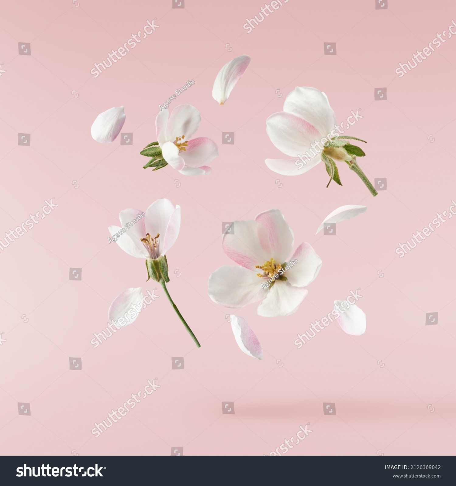 Fresh quince blossom, beautiful pink flowers falling in the air isolated on pink background. Zero gravity or levitation, spring flowers conception, high resolution image #2126369042