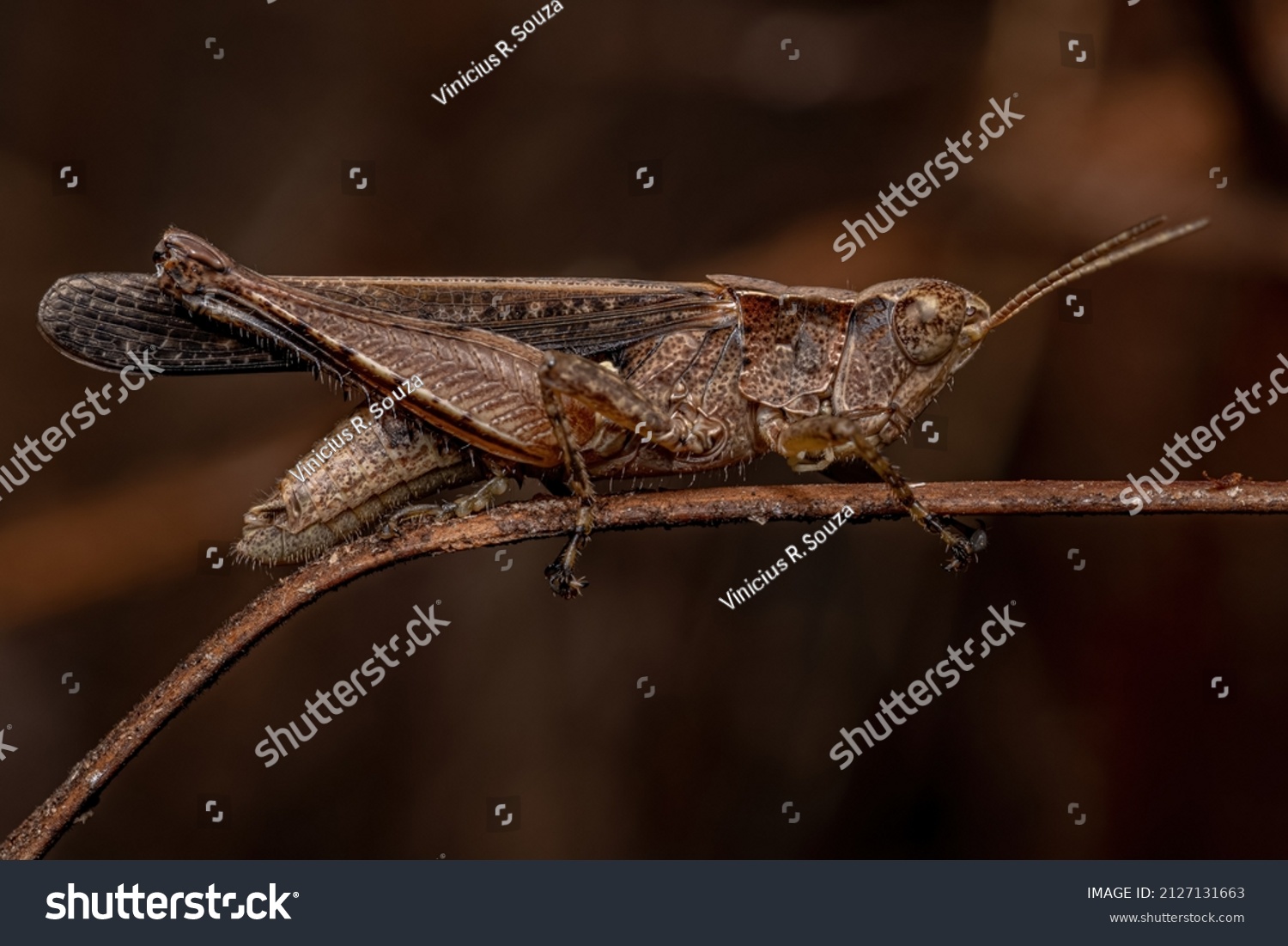 Adult Stridulating Slant-faced Grasshopper of the Genus Orphulella #2127131663