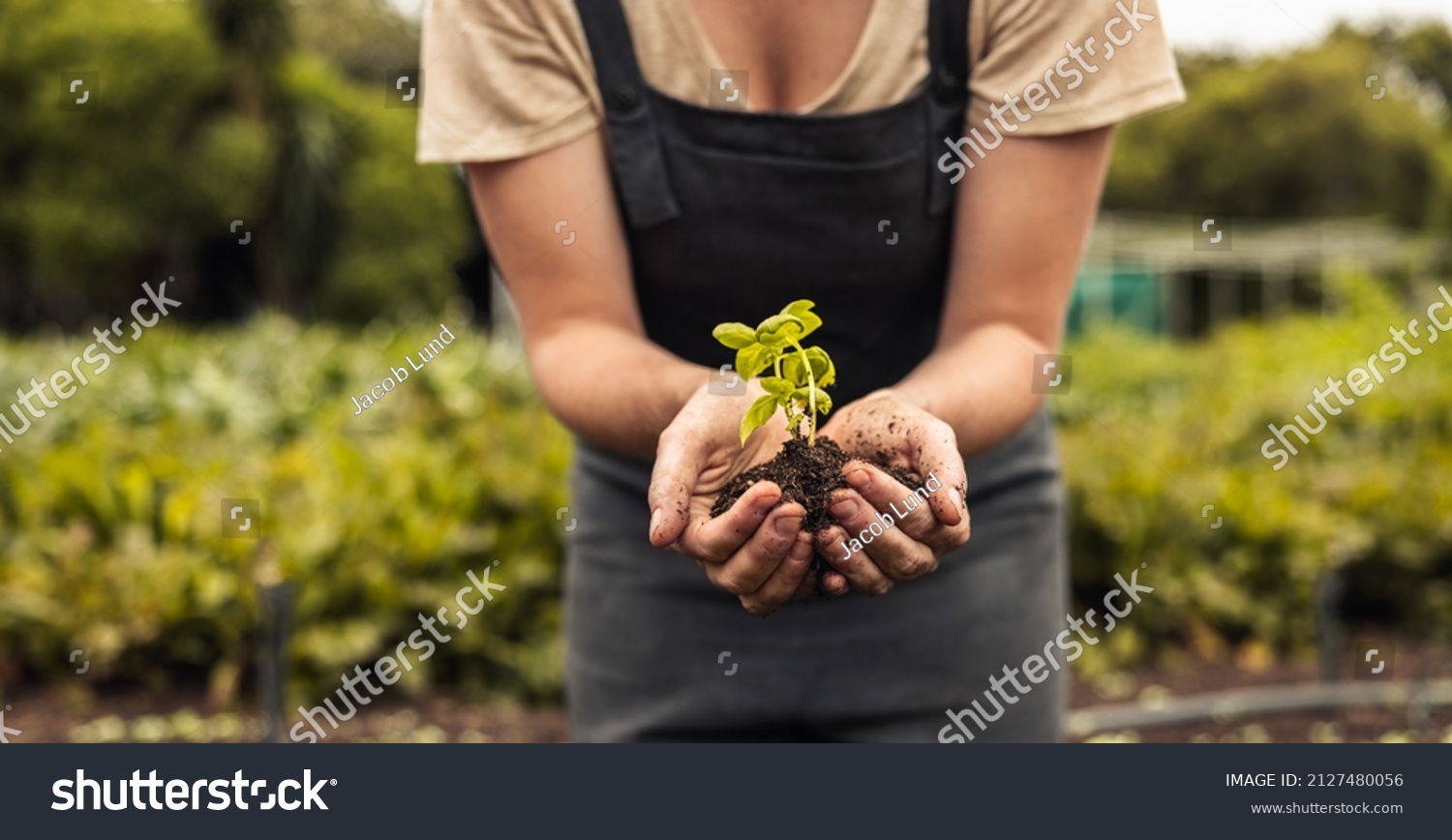 Unrecognizable woman holding a green seedling growing in soil. Anonymous female organic farmer protecting a young plant in her garden. Sustainable female farmer planting a sapling on her farm. #2127480056
