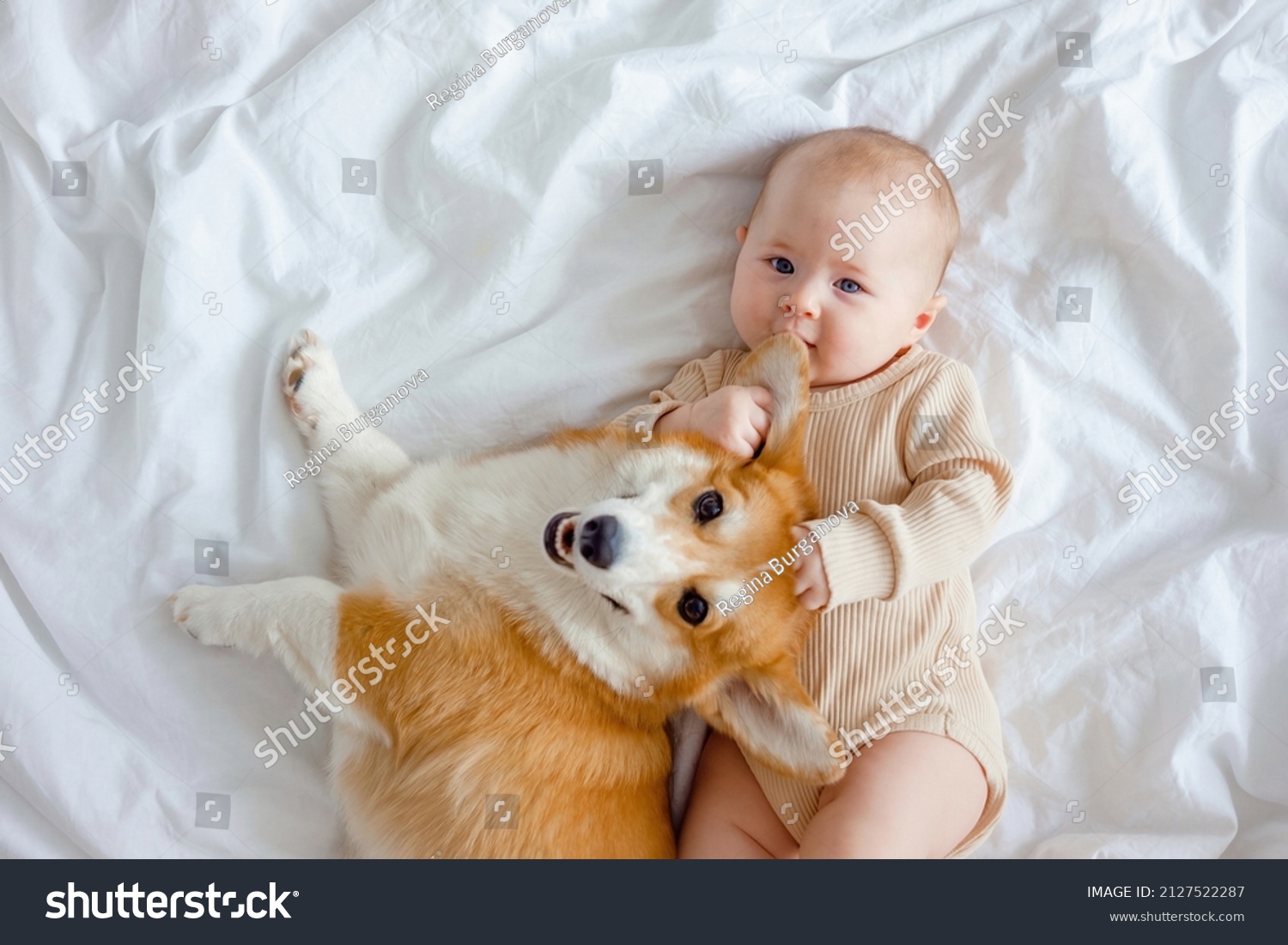An infant and ginger corgi pembroke laying on a white sheet. The concept of relationships between baby and dog. Fur allergy. Pets in family with newborn. Baby holding dog's mazzle. Family members. #2127522287