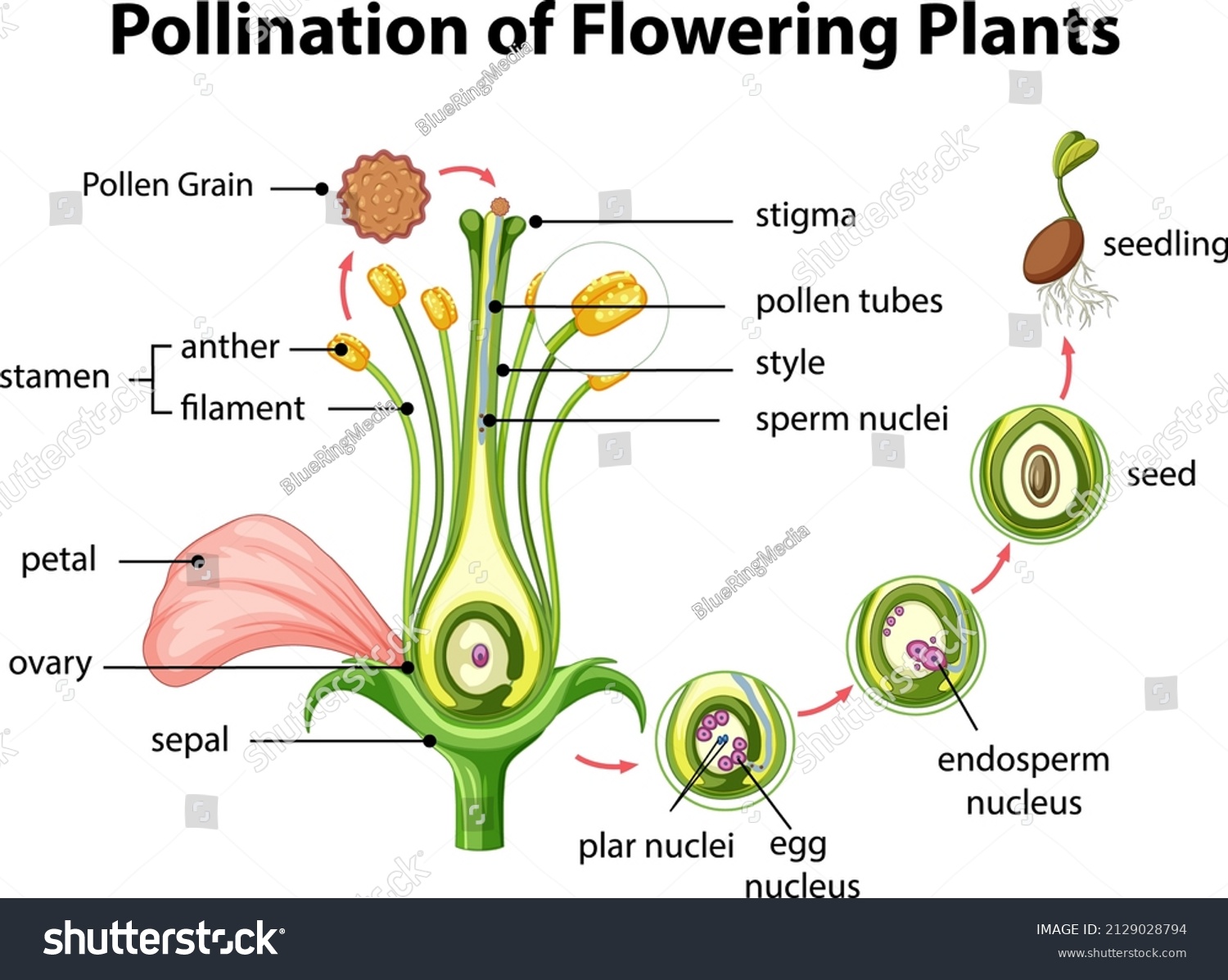 Diagram of pollination of flowering plants illustration #2129028794
