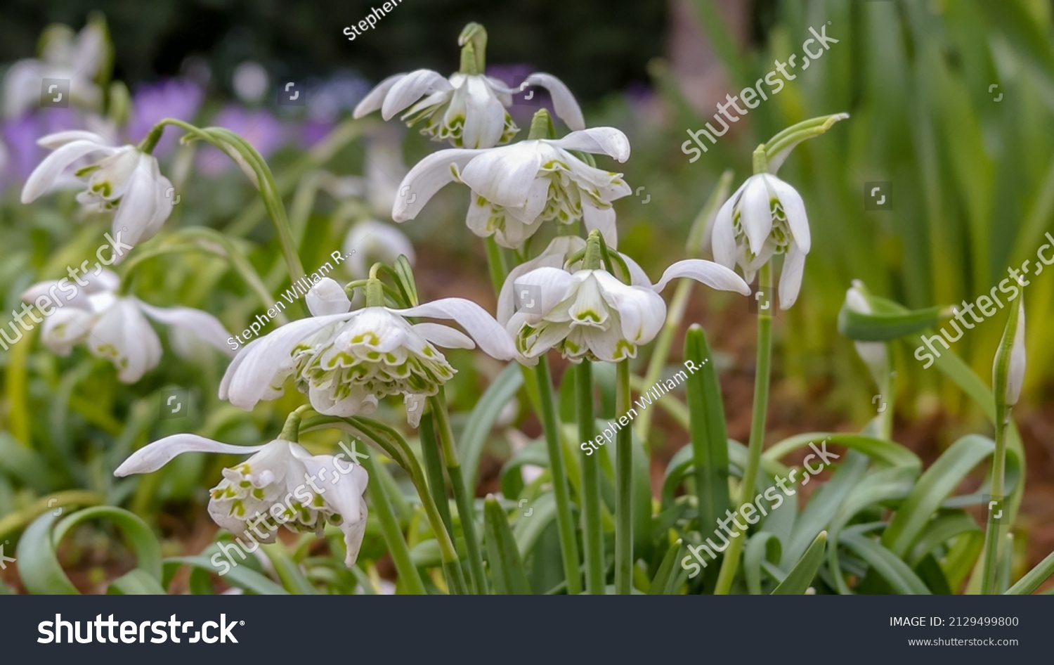 Naturally growing clump of double snowdrops (Galanthus nivalis f. pleniflorus) called Flore Pleno.  Landscape image with space for text) Selective focus on one flowerhead. England. #2129499800
