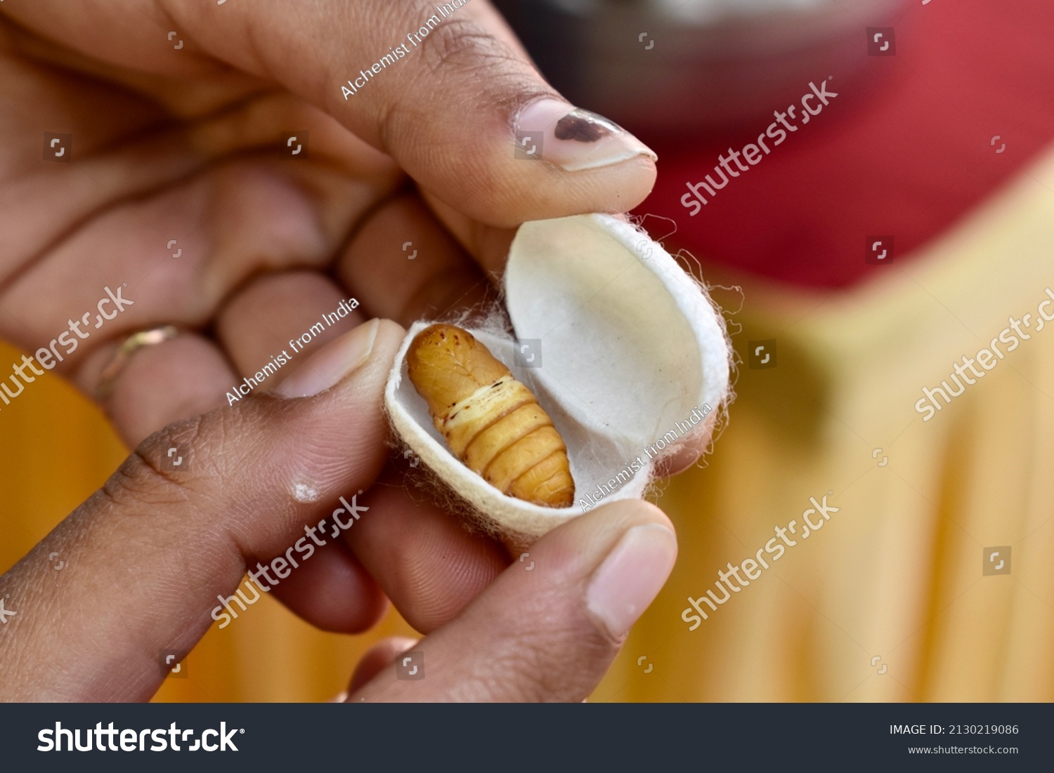 hands holding silkworm  cocoon or pupa. #2130219086