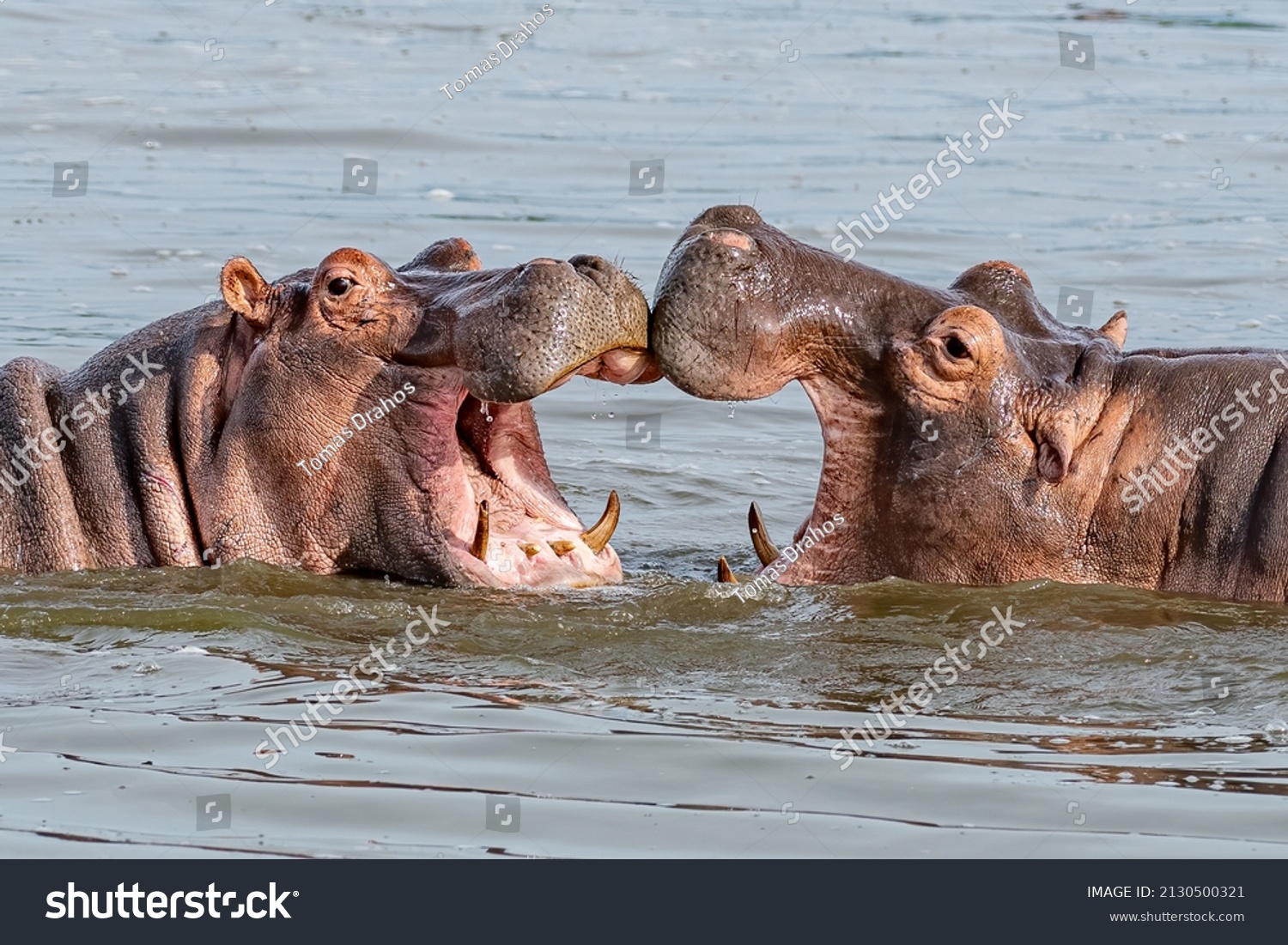 Two young hippopotamus (Hippopotamus amphibius), hippos with a wide open mouth playing in Queen Elizabeth National Park, Uganda, Africa #2130500321