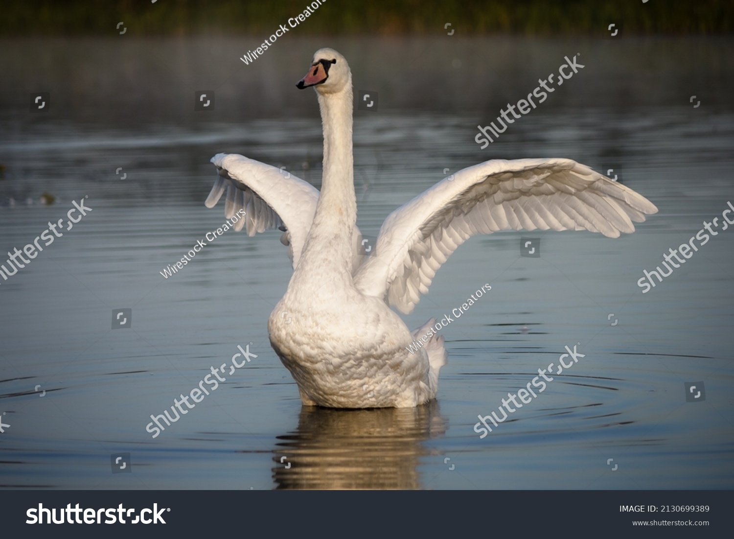 A selective focus of a beautiful white swan with its wings open swimming in a lake #2130699389