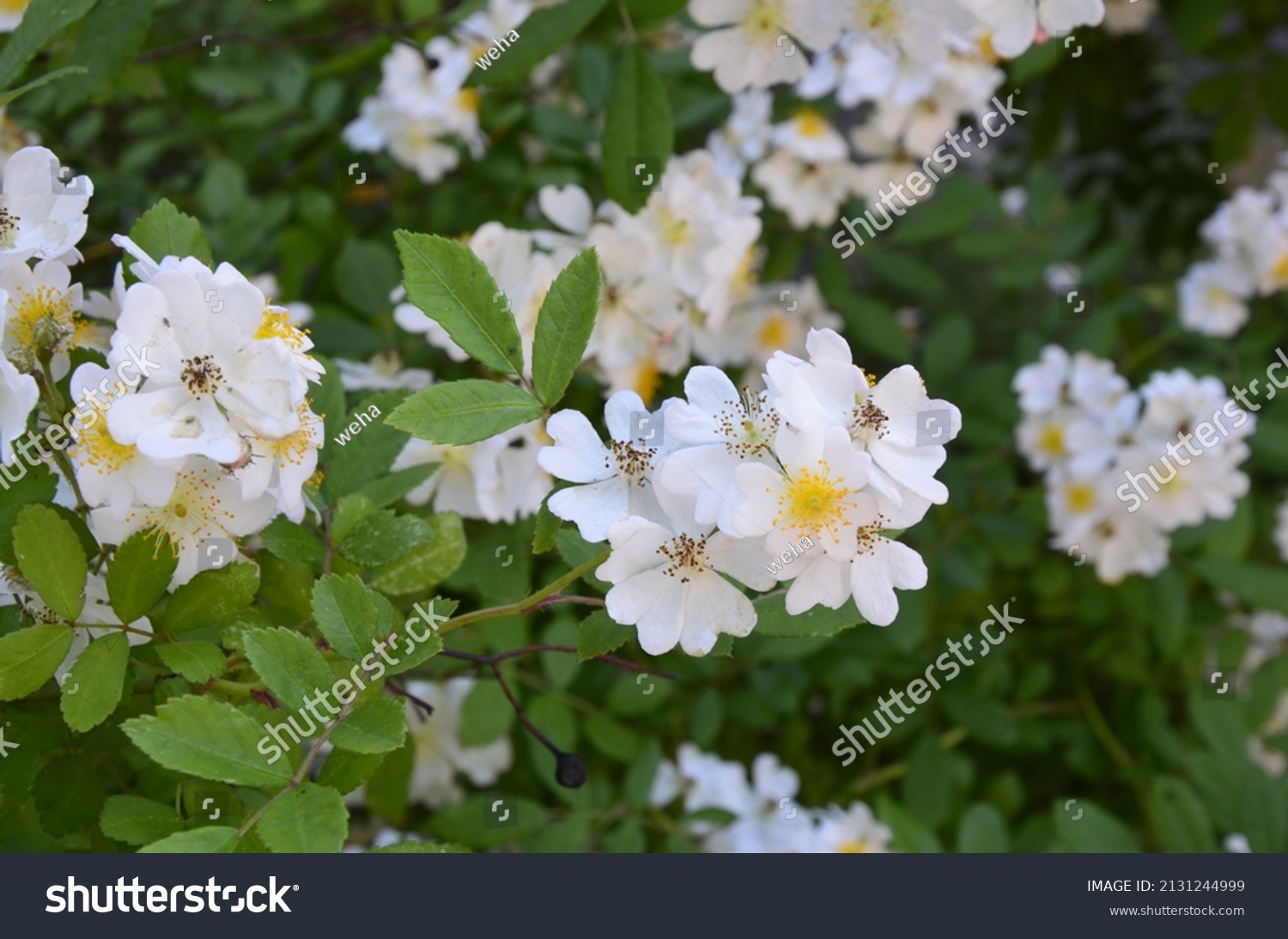 Rosa multiflora (Japanese rose) .Lovely pure white rose -Rosa multiflora in bloom on the shore of a lake. Small group of wild multiflora roses . #2131244999