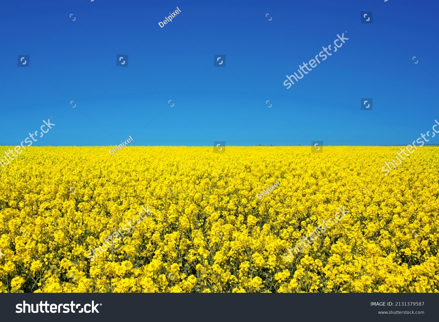 Field of colza rapeseed yellow flowers and blue sky, Ukrainian flag colors, Ukraine agriculture illustration #2131379587