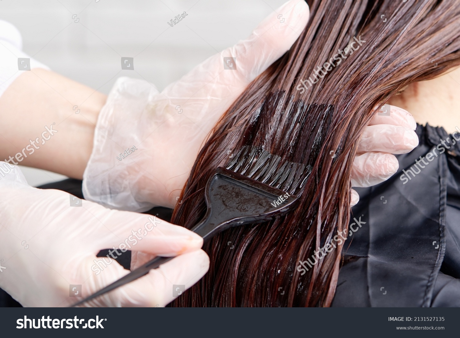 The hairdresser paints the woman's hair in a dark color, apply the paint to her hair. Getting beauty procedures. Barber hair dye is applied with a brush #2131527135