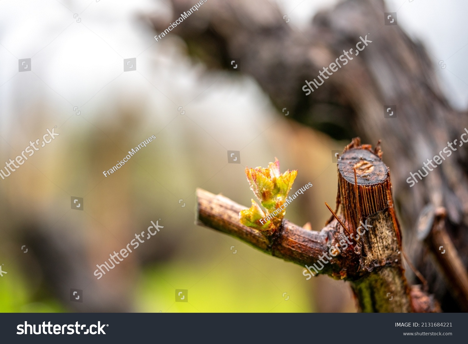 Close up on young grape, gems. with foliage on a little bench of the vine in the vineyards. Outdoor life in a rural environment, agriculture magic with nature blossoms. #2131684221