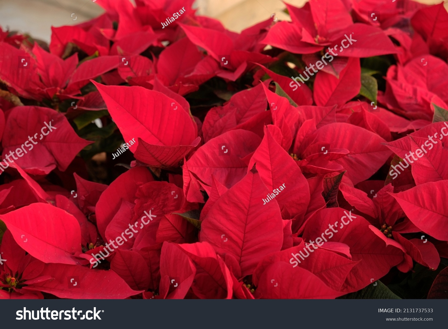 Close-up of red poinsettia flowers (Euphorbia pulcherrima). Red poinsettia, traditional colourful holiday pot plants, for sale in a garden centre. Group of red poinsettia plants. #2131737533