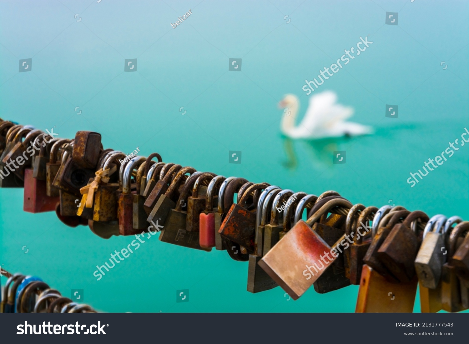 Love locks and a white swan in Siofok, Balaton #2131777543