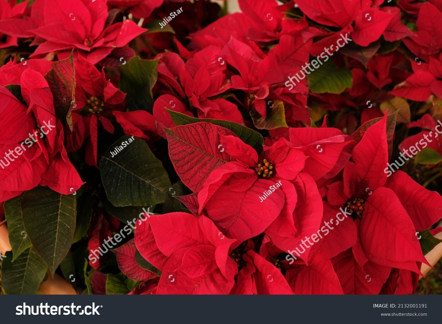 Close-up of red poinsettia flowers (Euphorbia pulcherrima). Red poinsettia, traditional colourful holiday pot plants, for sale in a garden centre. Group of red poinsettia plants. #2132001191