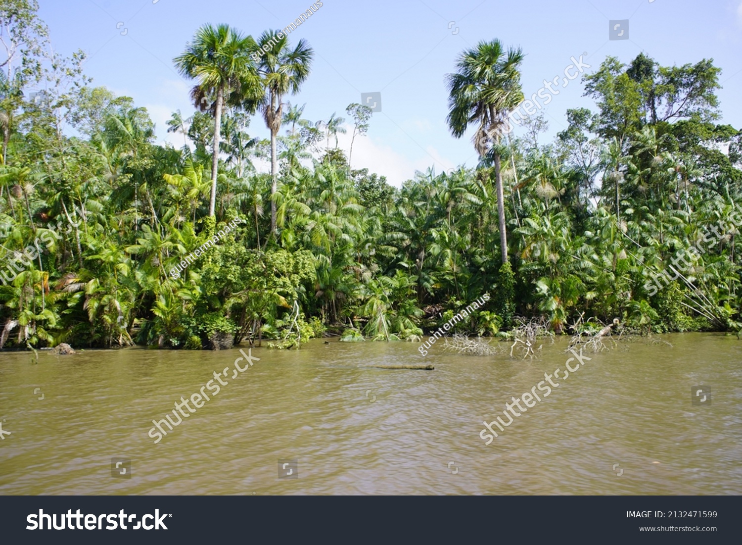 Hundreds of açaí palm trees (Euterpe oleracea) on the river bank of the Tocantins River near Belém, Pará State, Brazil.  #2132471599