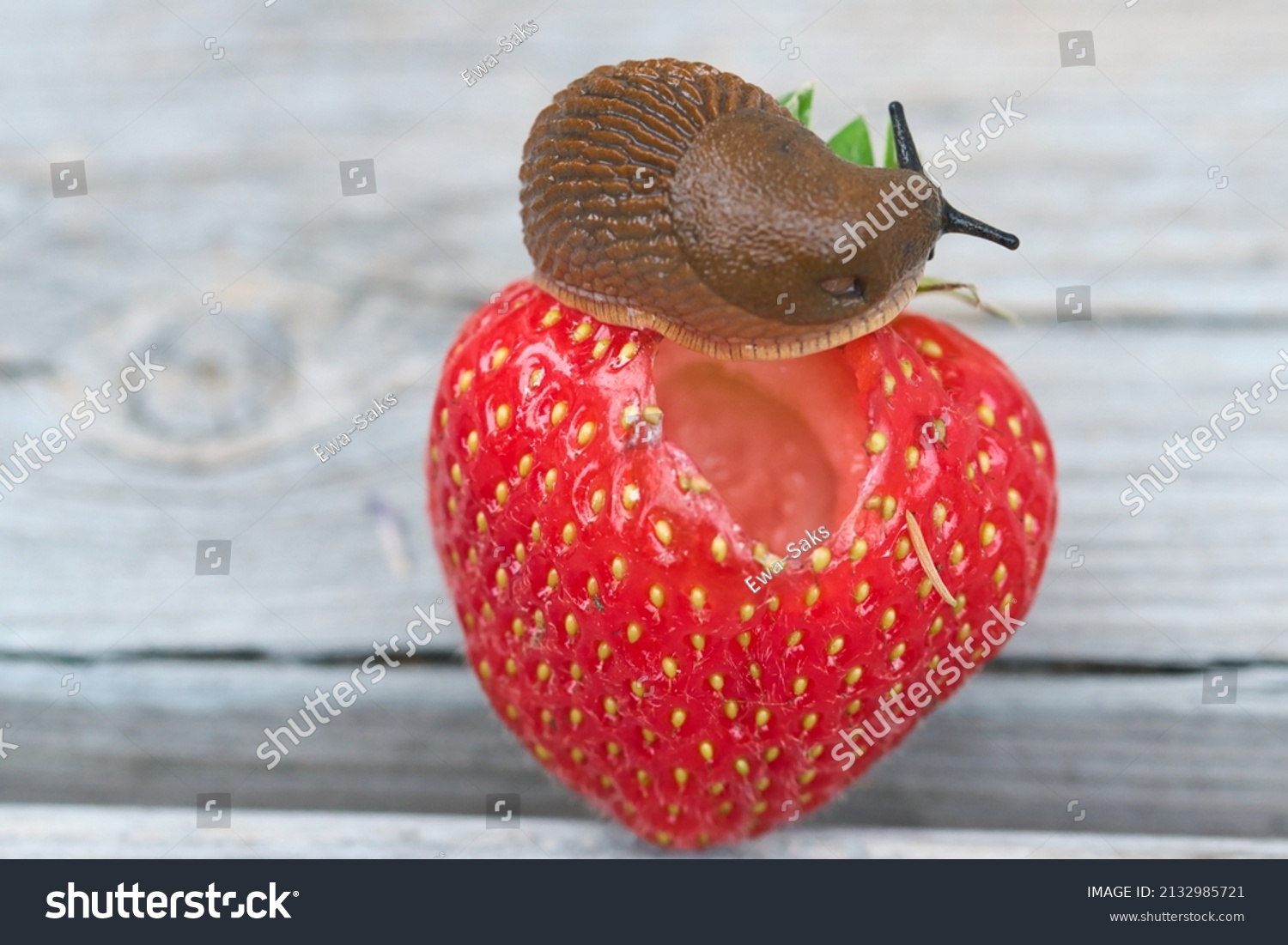 Spanish slug isolated close up, on top of the strawberry fruit, feeding, garden pests concept	 #2132985721