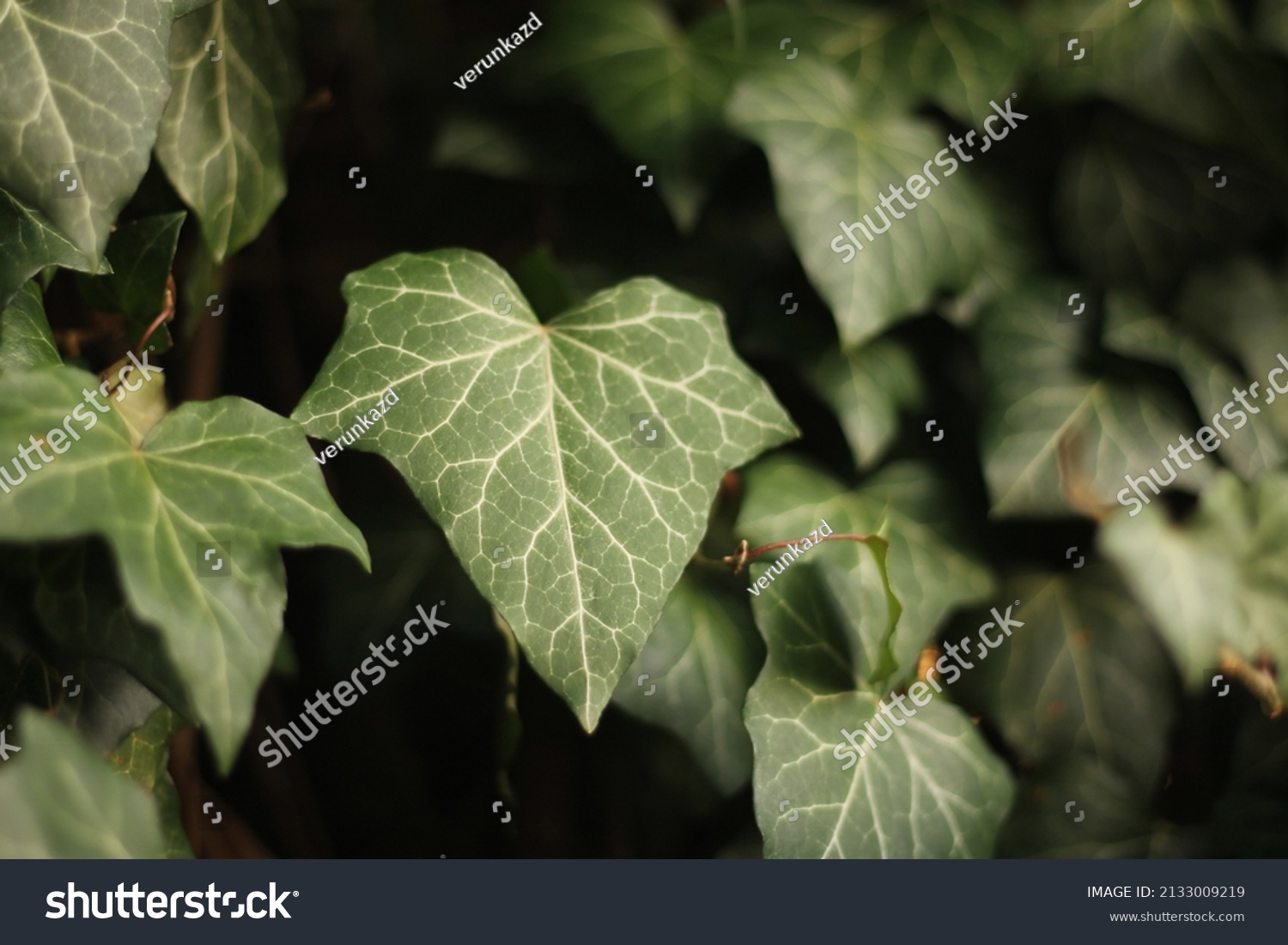 Ivy leaf between other ivy leaves. Green ivy leaves with white veins growing on a bush climbing on a wall. Evergreen plant on a wall. A green ivy leaves -  climbing or ground-creeping woody plant. #2133009219
