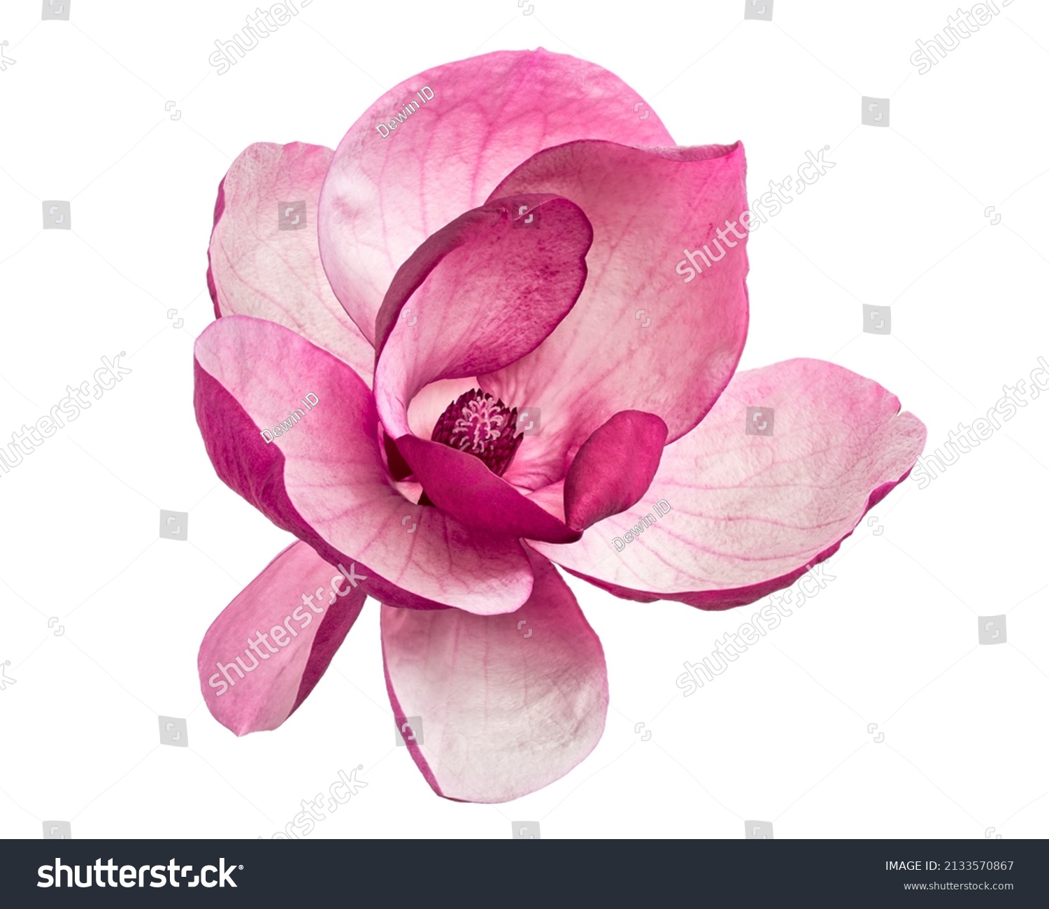 Purple magnolia flower, Magnolia felix isolated on white background, with clipping path                               #2133570867