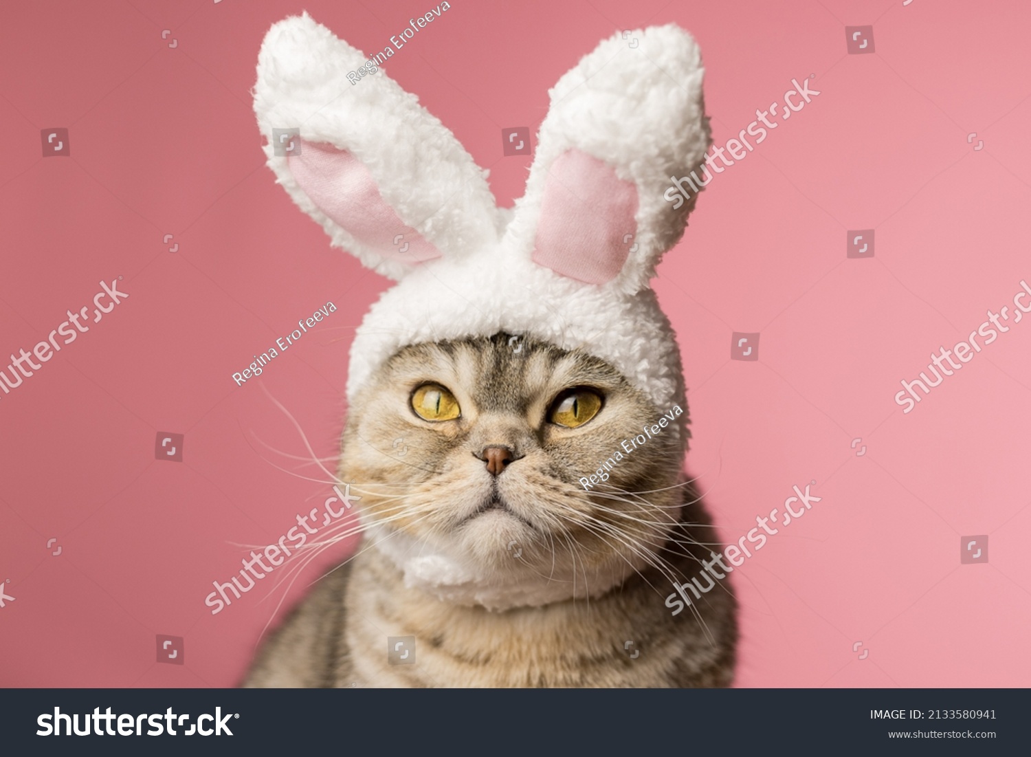 Funny fat cat with bunny ears on a pink background, close-up. A cat dressed as an Easter bunny. Happy Easter. #2133580941