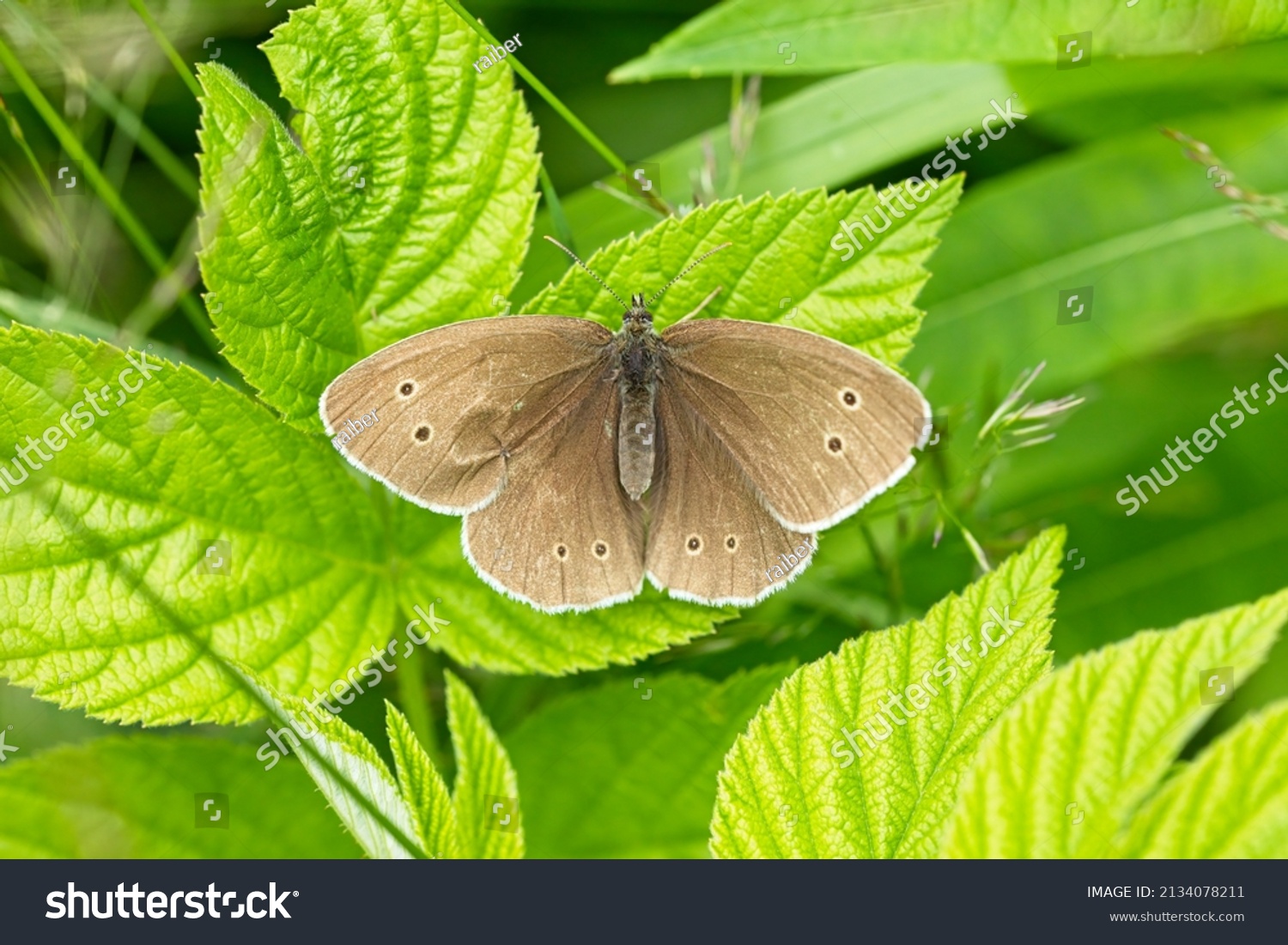  Ringlet butterfly on a green leaf. #2134078211