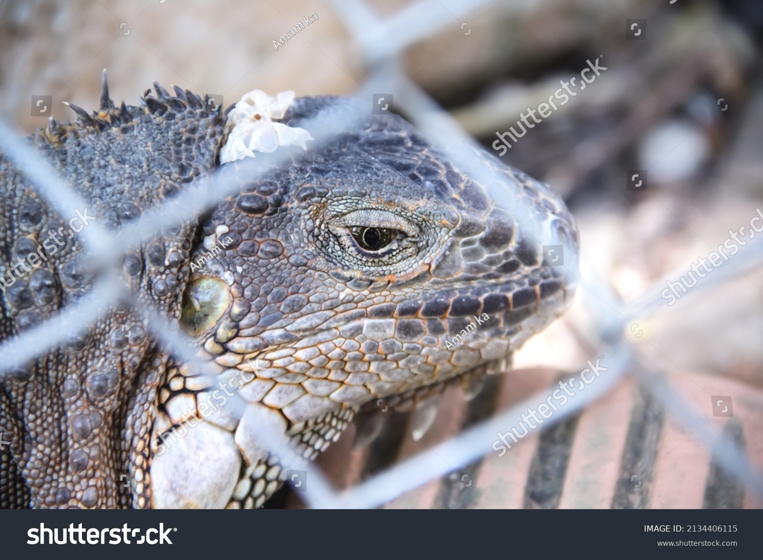 Close up Iguana head  in steel cage, reptile pet background #2134406115