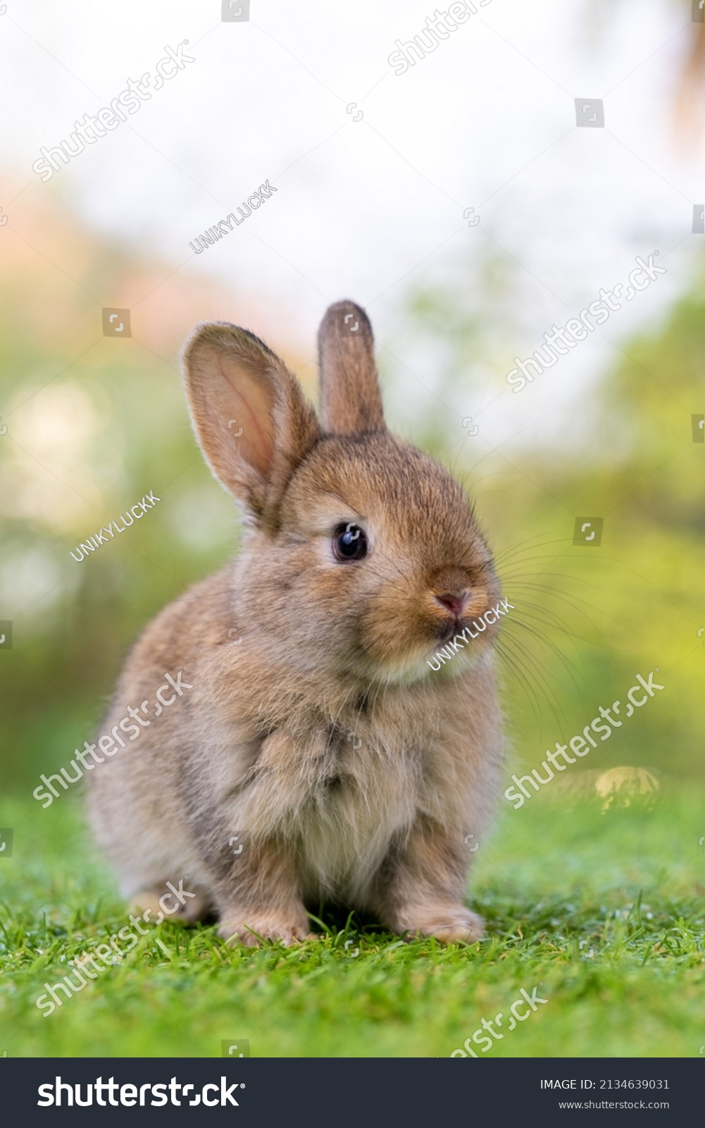 healthy Lovely bunny easter fluffy brown rabbits, Adorable baby rabbit on green garden nature background. The Easter brown hares. Close - up of a rabbit. Symbol of easter festival animal. #2134639031