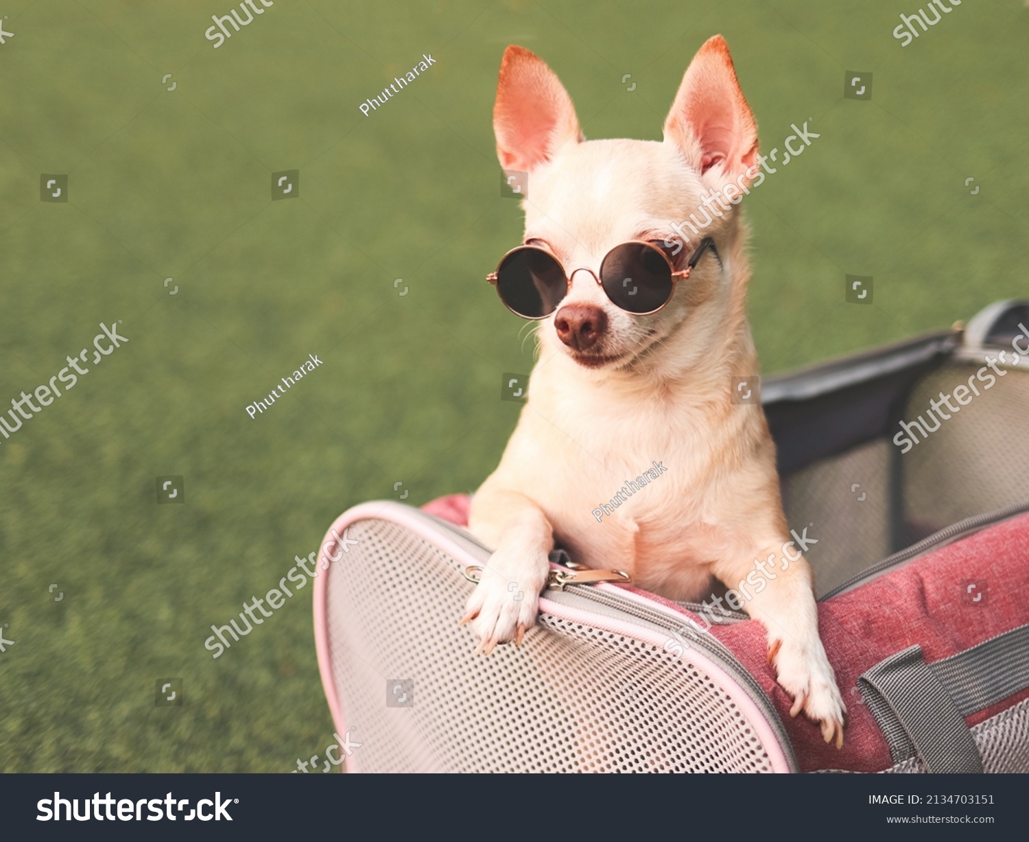 Portrait of brown chihuahua dog wearing sunglasses  in traveler pet carrier bag on green grass, ready to travel. Safe travel with animals. #2134703151