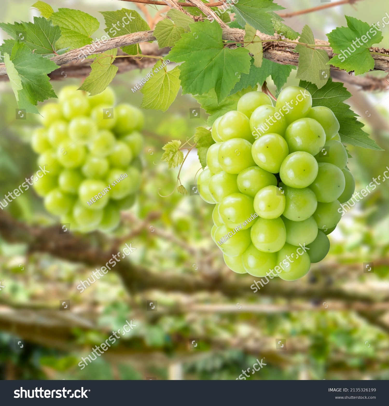 Sweet green grape on a branch over green natural garden Blur background, Bunch of Shine Muscat Grape with leaves in blur background. #2135326199