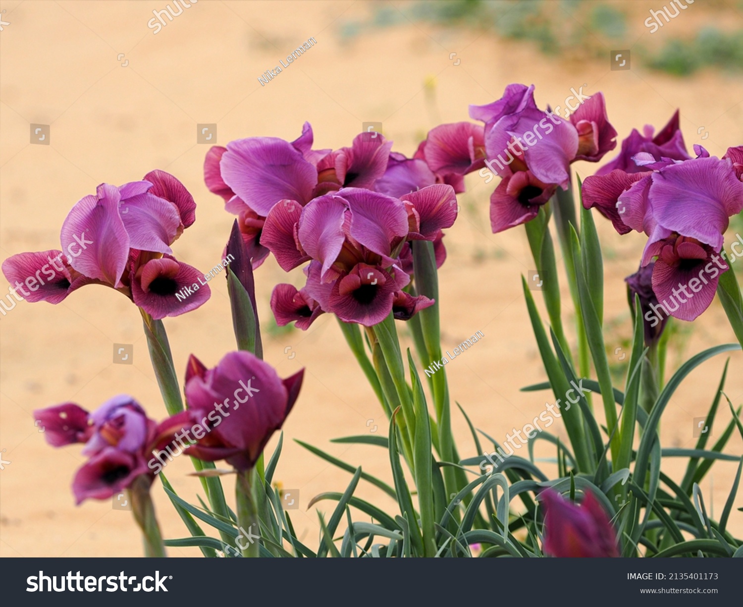 Wild irises bloom in the desert. Blurred background. #2135401173