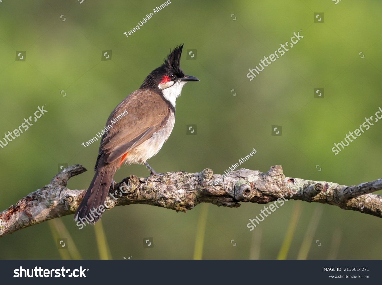 The  red-whiskered bulbul (Pycnonotus jocosus), or crested bulbul, is a passerine bird native to Asia. It is a member of the bulbul family.  #2135814271