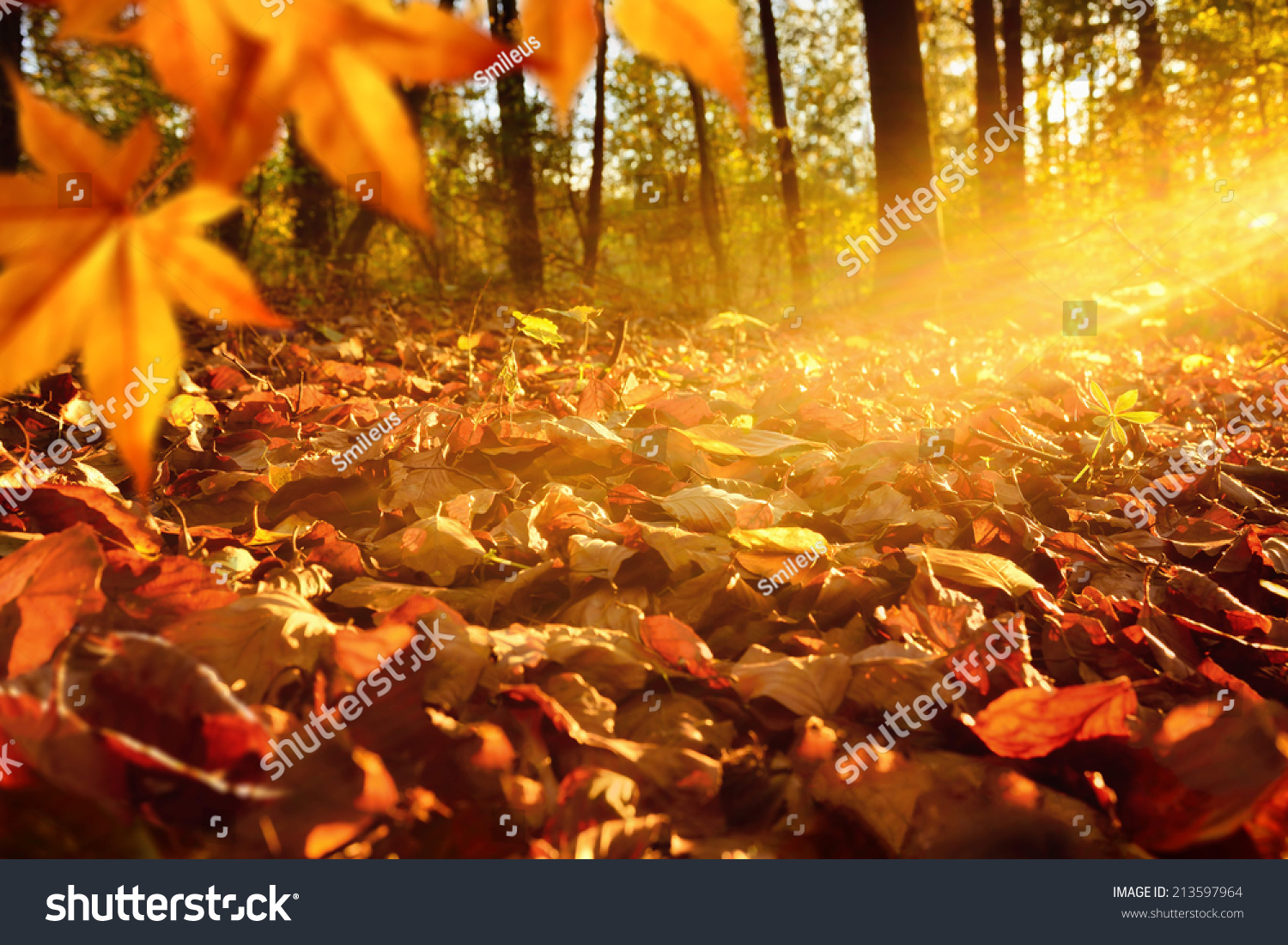 Intense, warm sunrays illuminate the dry, gold beech leaves covering the forest ground #213597964