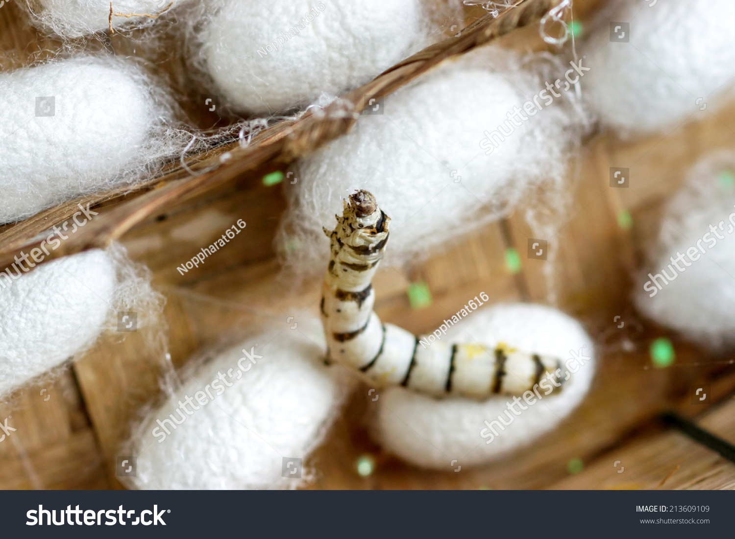 group of silk worm cocoons in nests #213609109