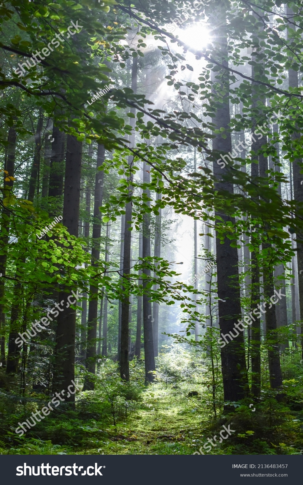Trunks of tall trees in a beech forest on a summer morning #2136483457