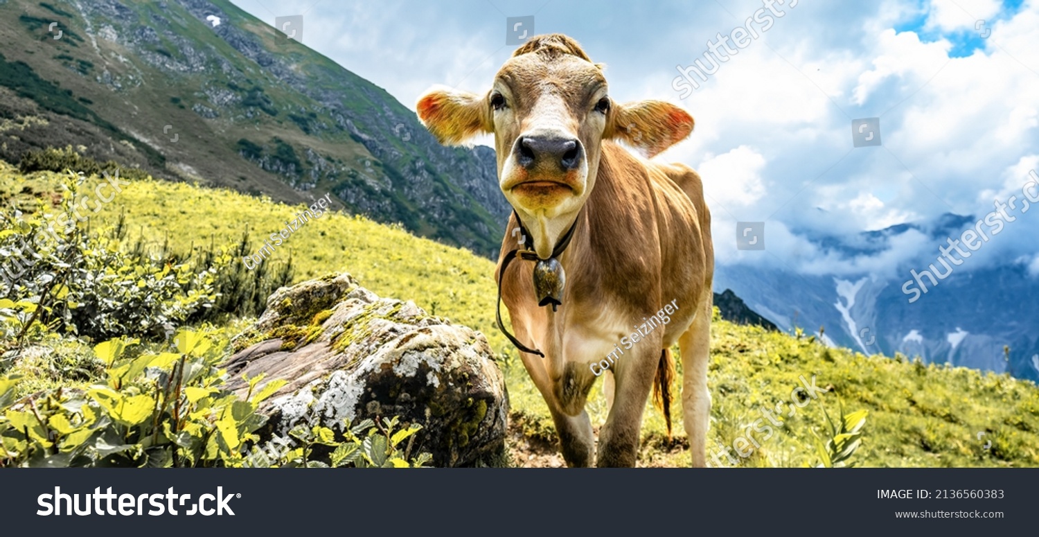 Animal background banner panorama - Funny cow in the mountains Allgäu Austria Alps, on green fresh meadow #2136560383