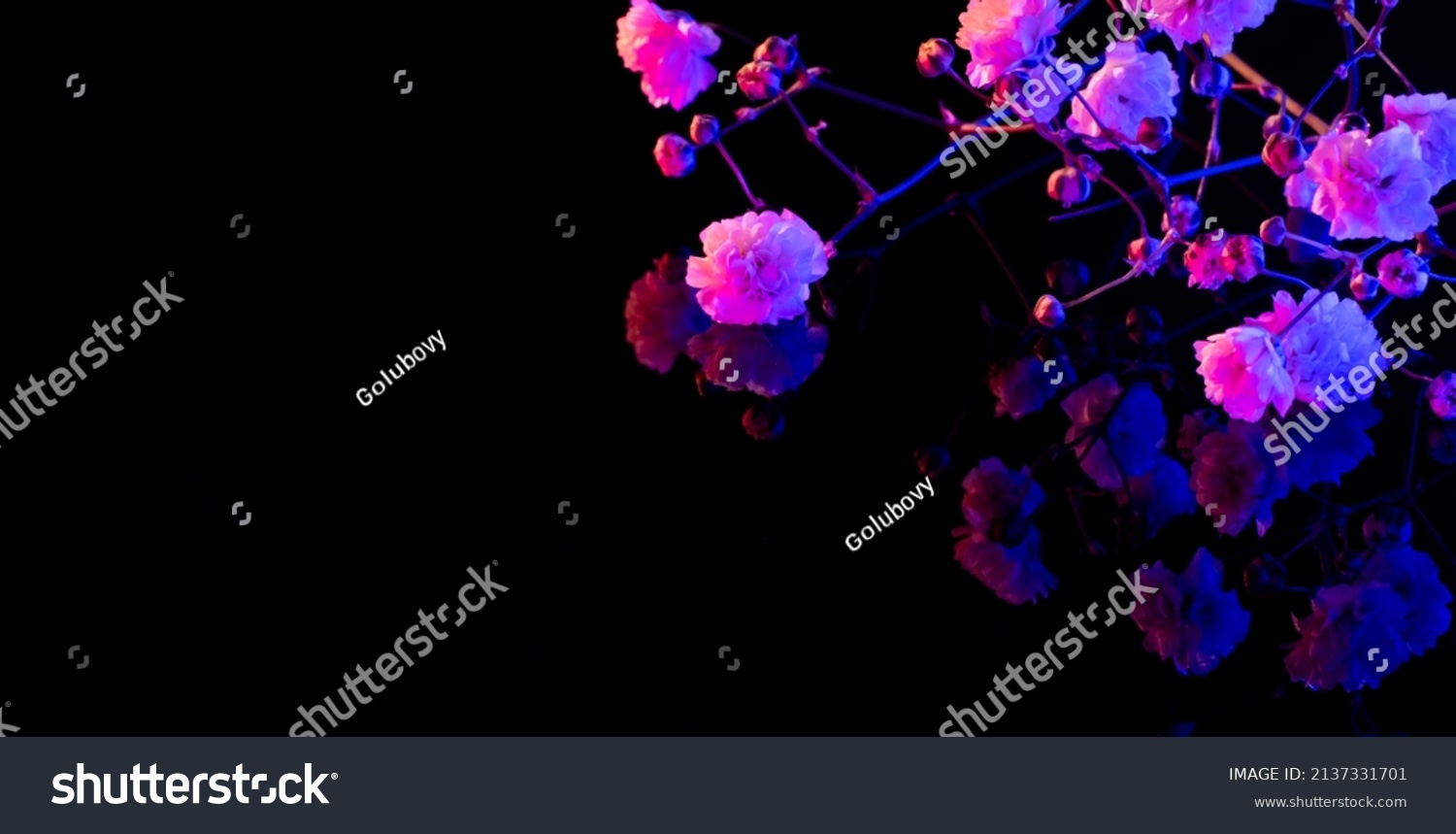 Blossoming tree branch. Japanese spring. Floral background. Purple pink neon blooming flowers on black #2137331701