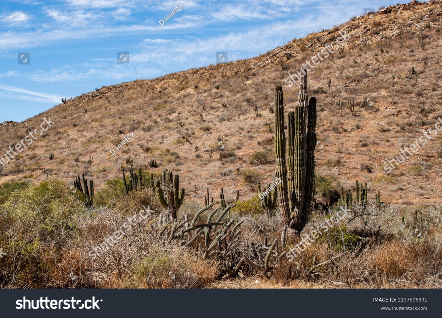 Mexican cactus field in the desert, part of a large nature reserve area in the town of Todos Santos, in Baja California Sur, Mexico. #2137696891
