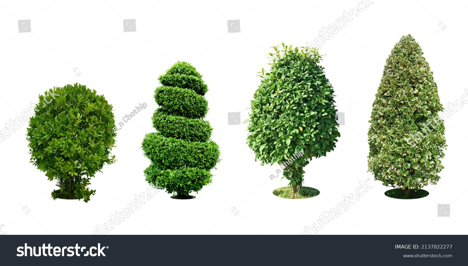 Bush, Dwarf trees, ornamental trees, shrubs.,
Siamese rough bush, pruning tree for garden decoration. 
Total of 4
Isolated on white background and clipping path. #2137822277