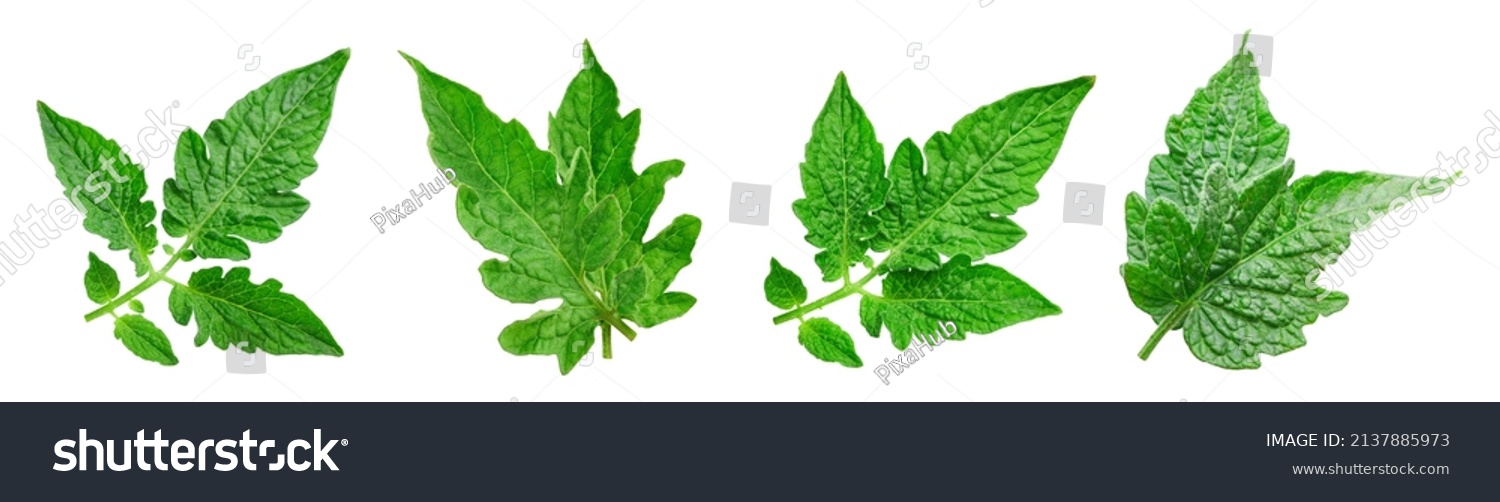 Leaves tomato collection. Fresh organic tomato leaf isolated on white background. Tomato leaves set with clipping path #2137885973