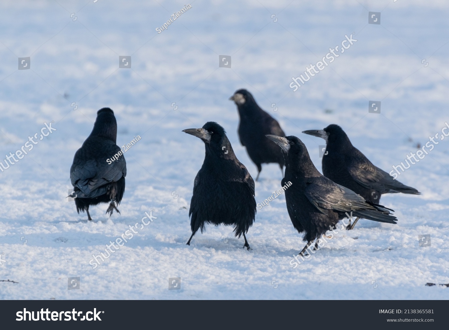 Five birds looking for food in the snow, Rook (Corvus frugilegus). #2138365581