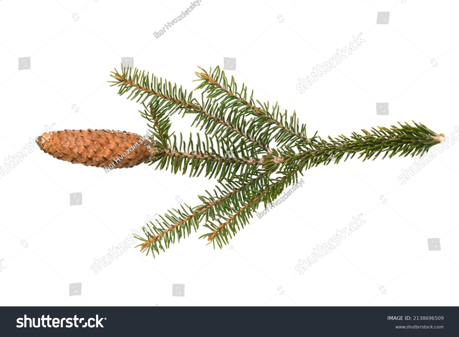 Cone with a branch of European spruce (Picea abies) isolated on a white background, clipping path, no shadows. Botanical illustration of European spruce. #2138696509