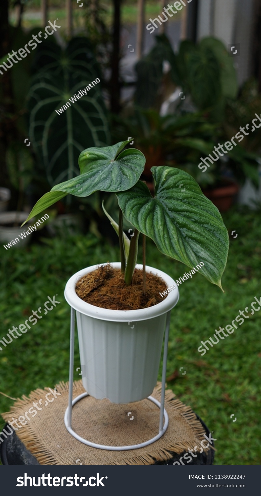 Heart shaped bicolors leaves of Philodendron plowmanii the rare exotic rainforest plant with forest ferns and various types of tropical foliage plants in ornamental garden #2138922247