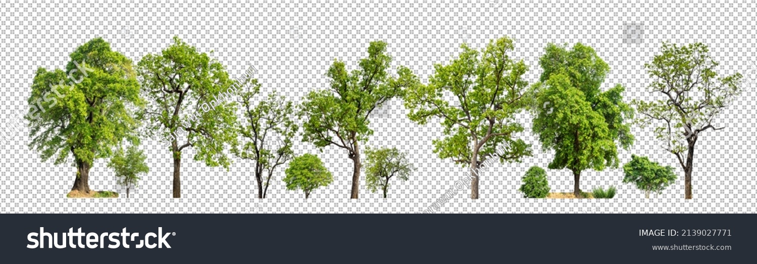 Green trees isolated on transparent background forest and summer foliage for both print and web with cut path #2139027771