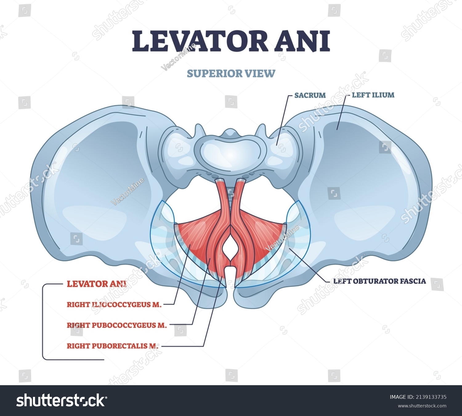 Levator ani muscle group location and lesser - Royalty Free Stock ...