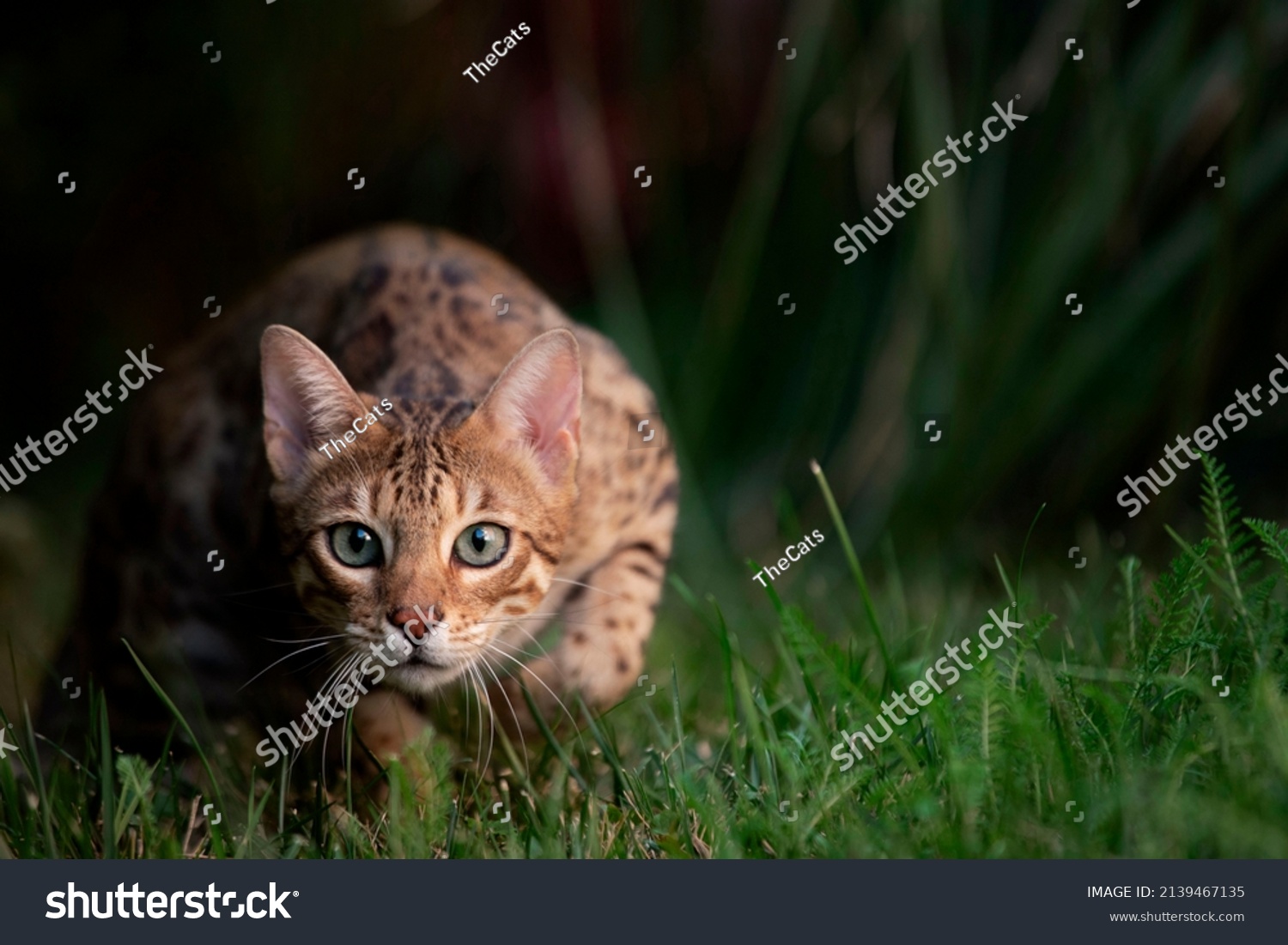Portrait of a bengal cat on a background of green grass.  #2139467135
