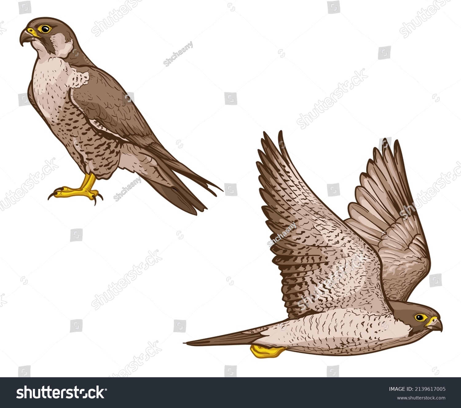 Vector illustration of a falcon. Two birds  isolated on a white background. #2139617005