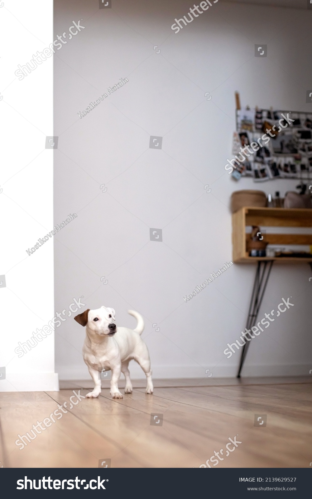 Cute little dog Jack Russell Terrier breed posing at minimalistic home interior. Funny domestic animal white whool standing on wooden floor at cosiness scandinavian style living room #2139629527