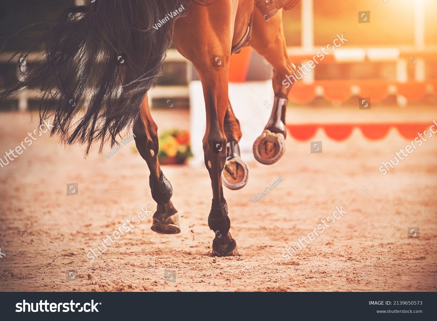 The shod hooves of a galloping bay horse step on the sand of an outdoor arena at equestrian competitions. Horse riding. Equestrian sports. #2139650573