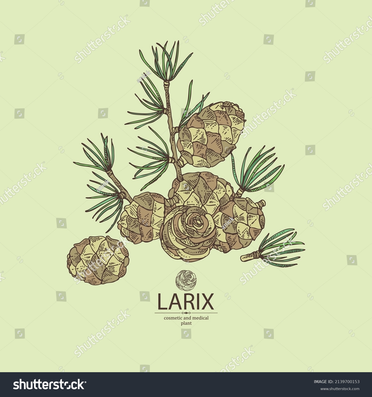 Background with larix: larch tree, larix branch and larch cone. Cosmetics and medical plant. Vector hand drawn illustration. #2139700153