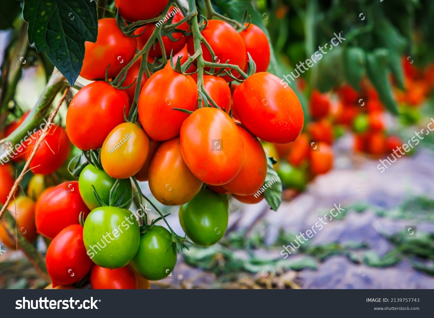 Many tomatoes on tomato tree in summer garden. Many Roma tomato plants in greenhouse with automatic irrigation watering system. Best Heirloom plum 
Tomato Varieties. Delicious Heirloom Tomatoes #2139757743