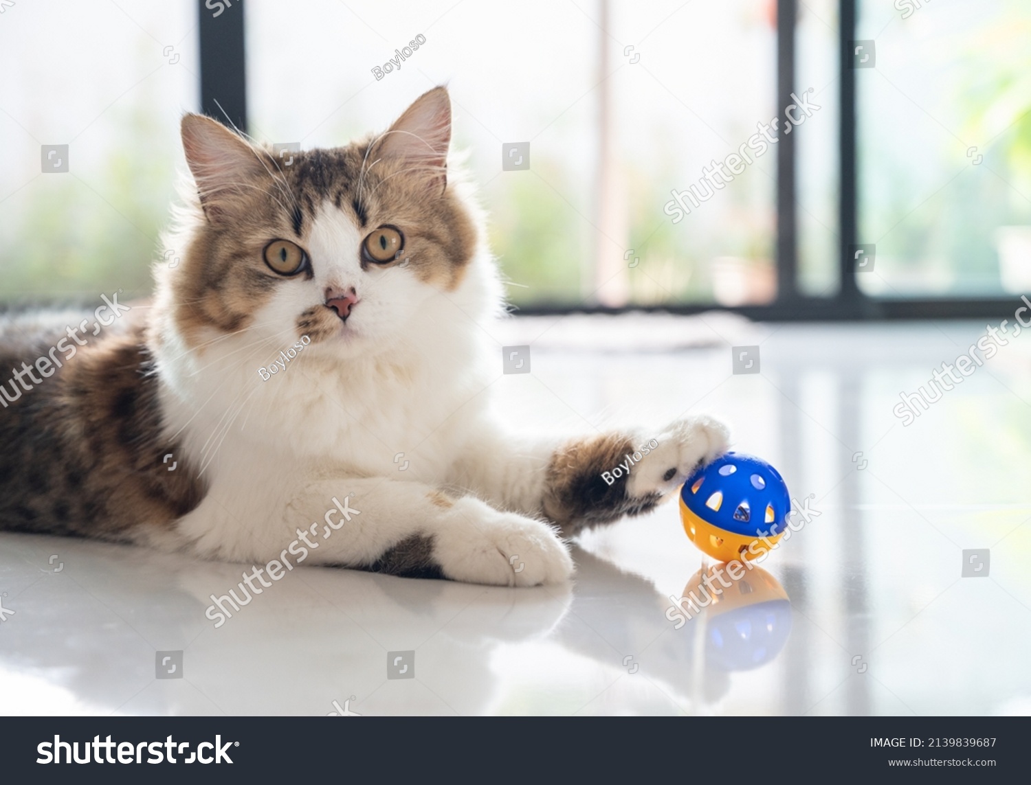 Cute crossbreed Persian cat playing with a ball. A mixed breed cat is a cross between cats of two different breeds or a purebred cat and a domestic cat. #2139839687