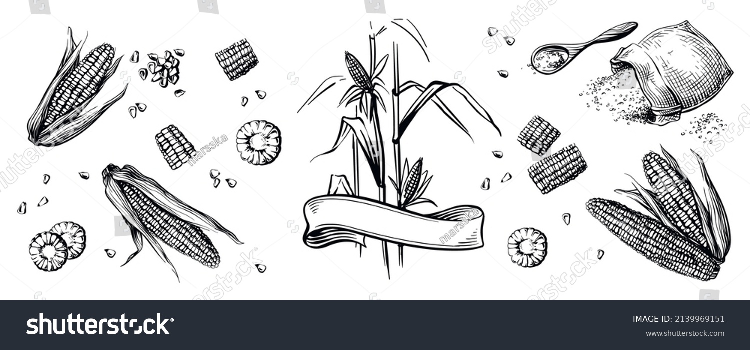 Hand drawing corn.Great for menus, packaging and stickers. Bag of corn grits. Groats on a wooden spoon. Corn plant and ribbon. #2139969151